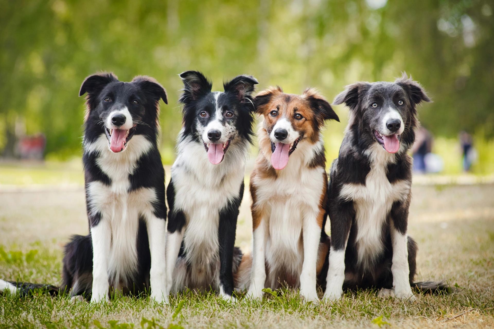 Border Collie in gruppo