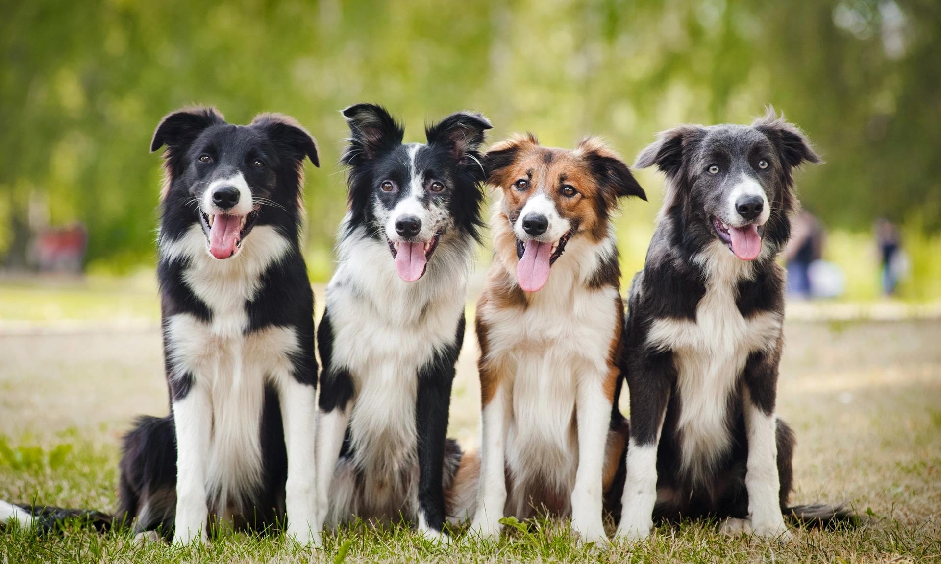 Border Collie in gruppo