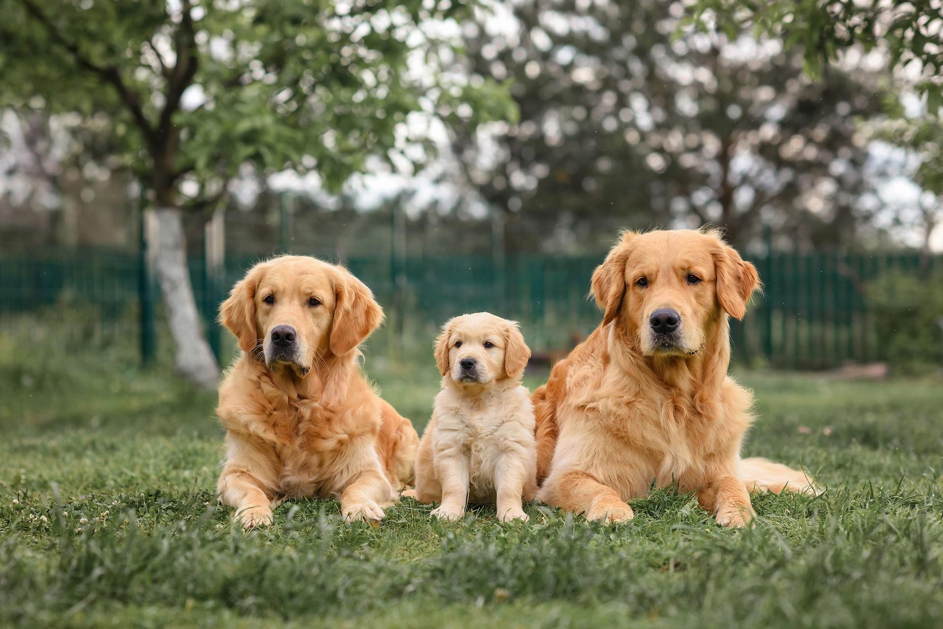 Golden retriever adulto e cucciolo