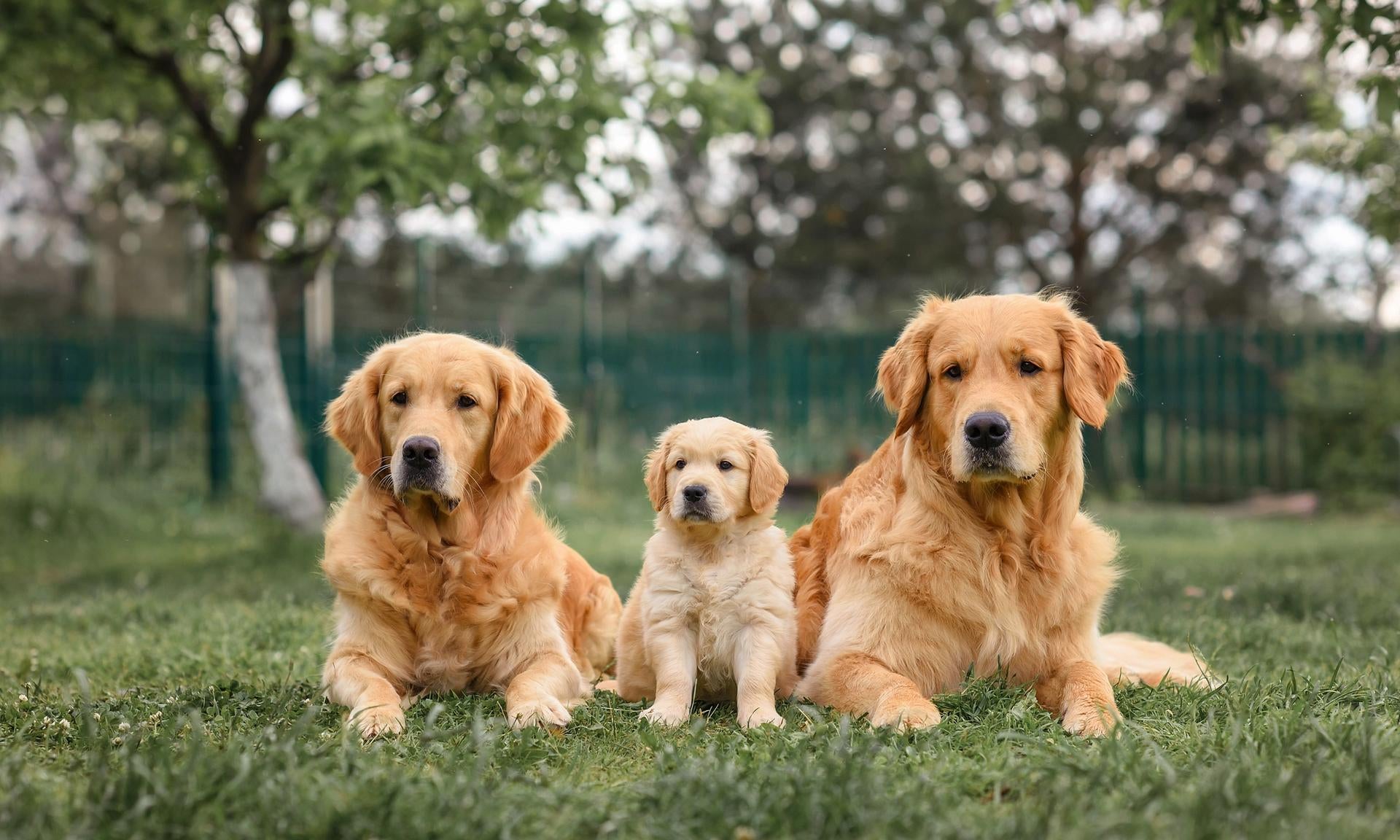 Golden retriever adulto e cucciolo