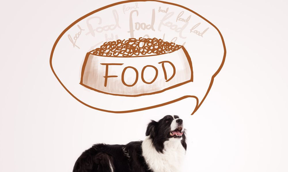 border collie che pensa a una ciotola di cibo