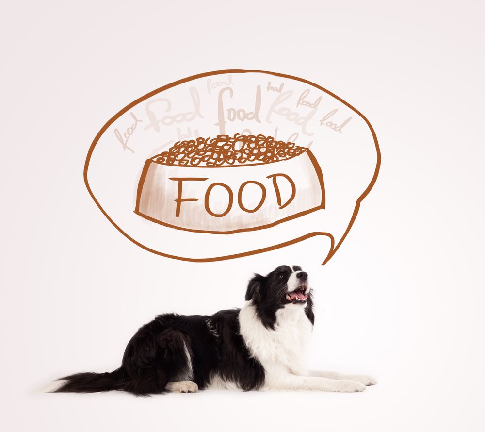 border collie che pensa a una ciotola di cibo