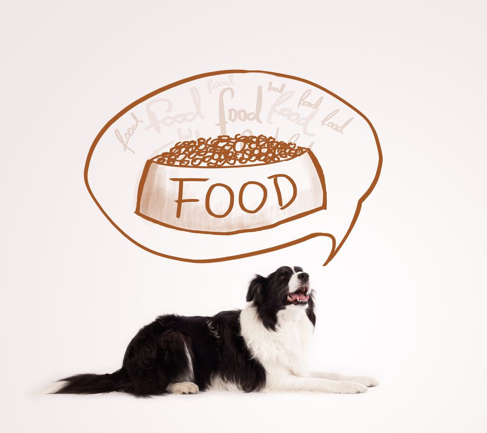 border collie che pensa a una ciotola di cibo