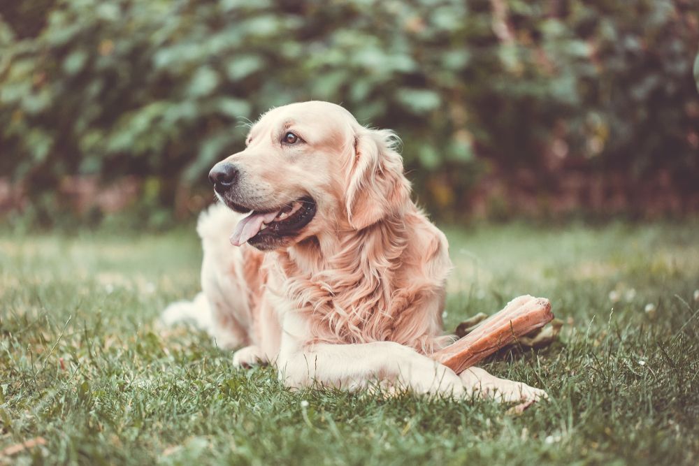 golden retriever nel prato