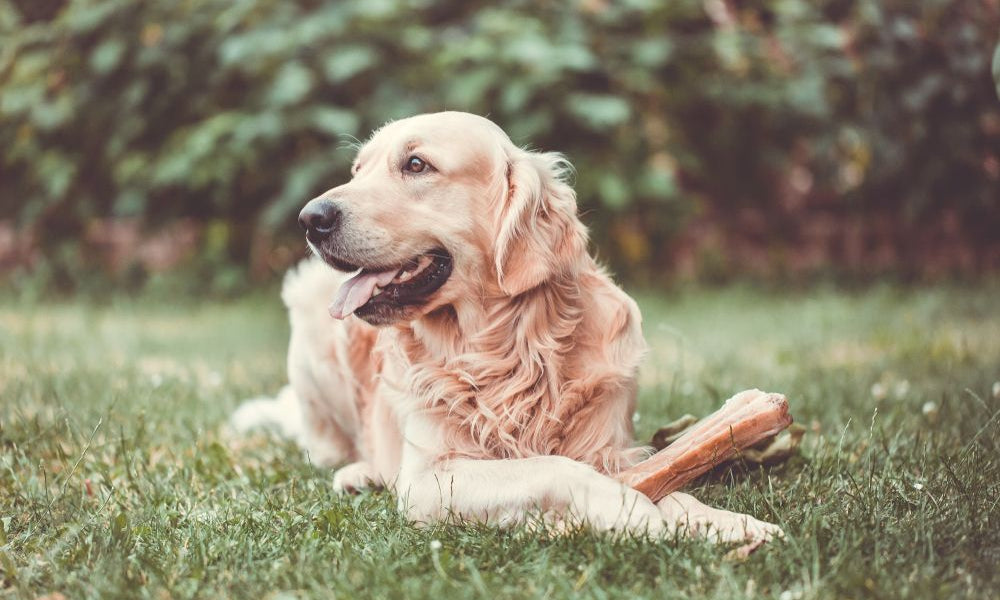 golden retriever nel prato