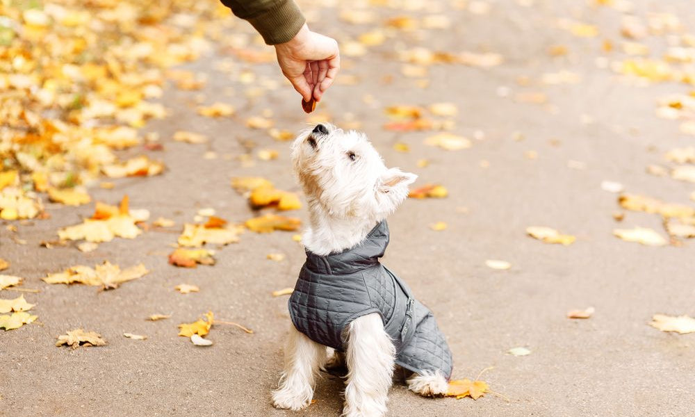 west highland white terrier riceve un biscotto 