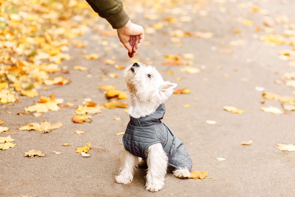 west highland white terrier riceve un biscotto 