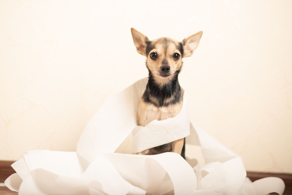 piccolo cane avvolto da carta igienica