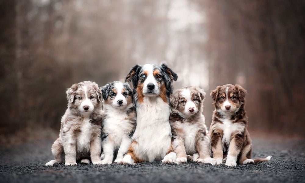 famiglia di border collie con mamma e cuccioli