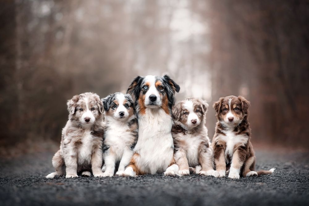 famiglia di border collie con mamma e cuccioli