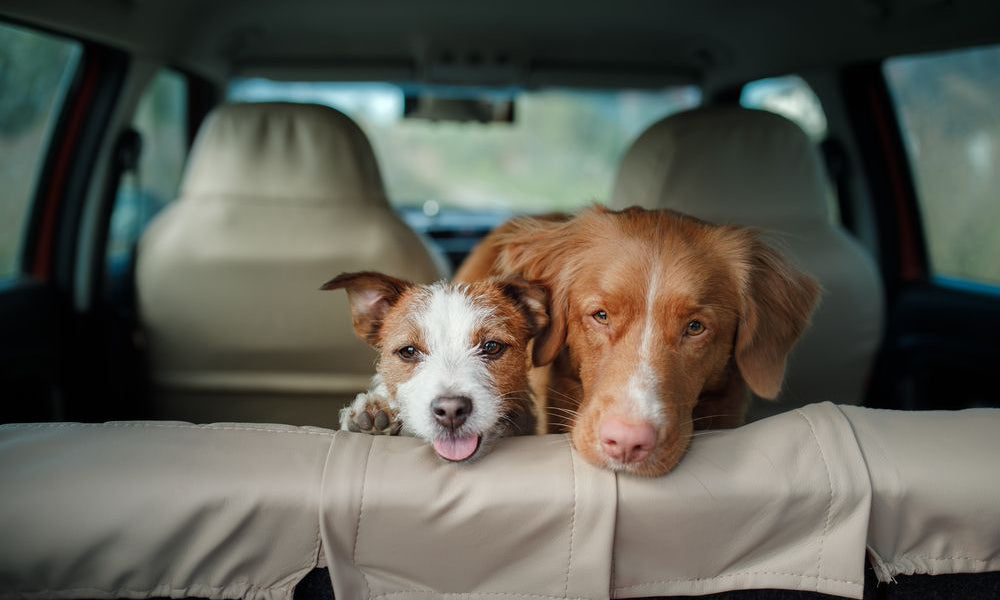 cani che sbucano dai sedili posteriori della macchina