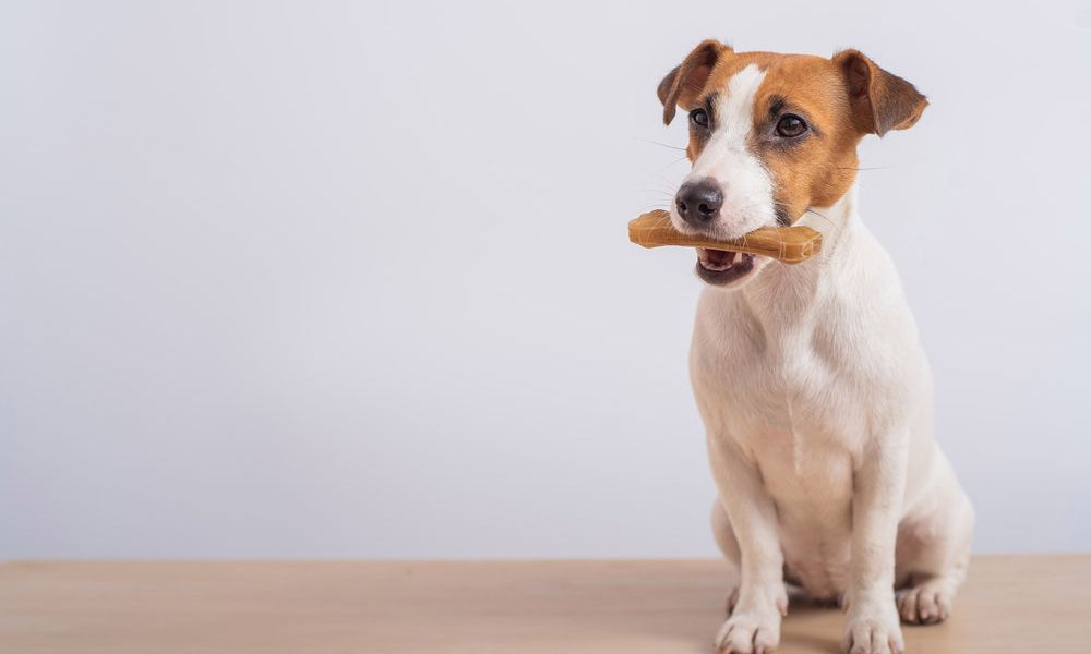jack russel con osso finto in bocca