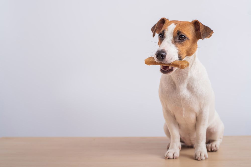 jack russel con osso finto in bocca