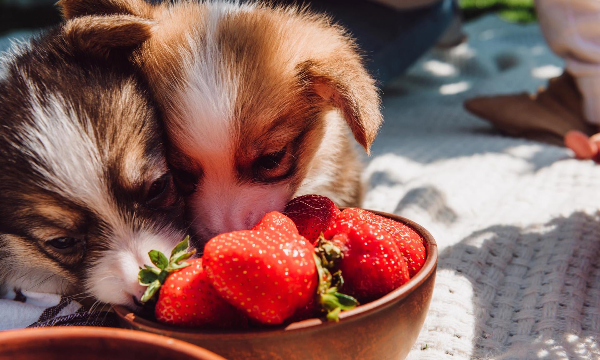 cuccioli mangiano le fragole