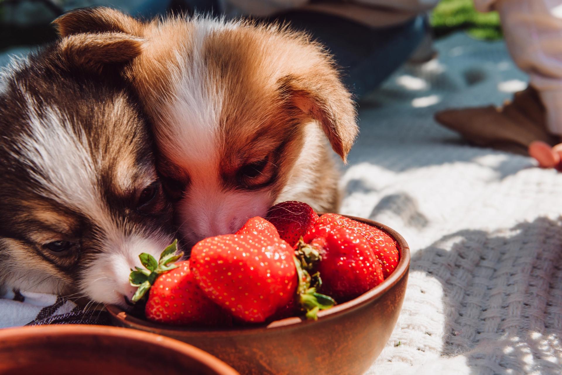cuccioli mangiano le fragole