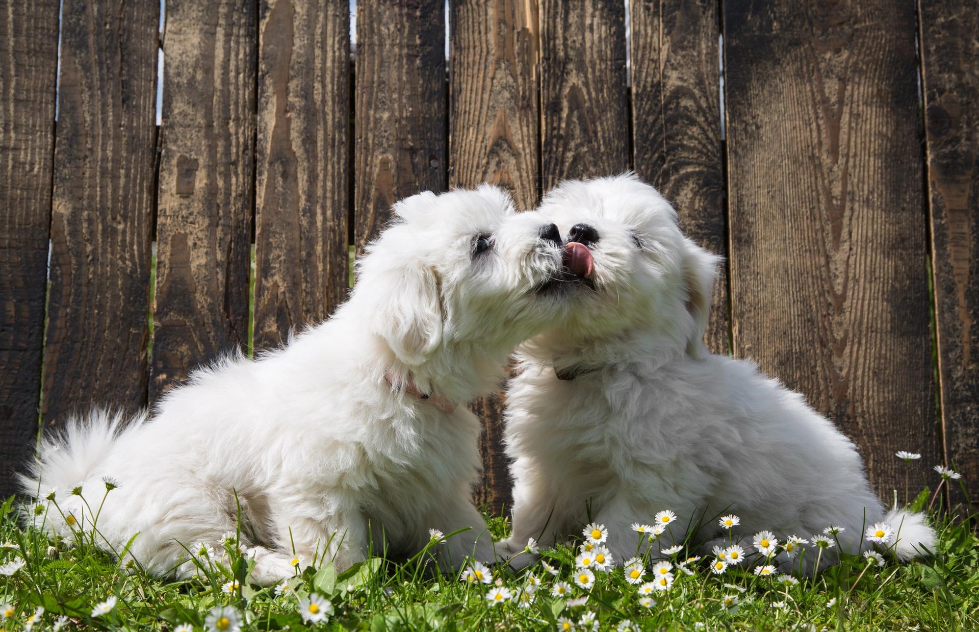 cuccioli di cane bianco si baciano