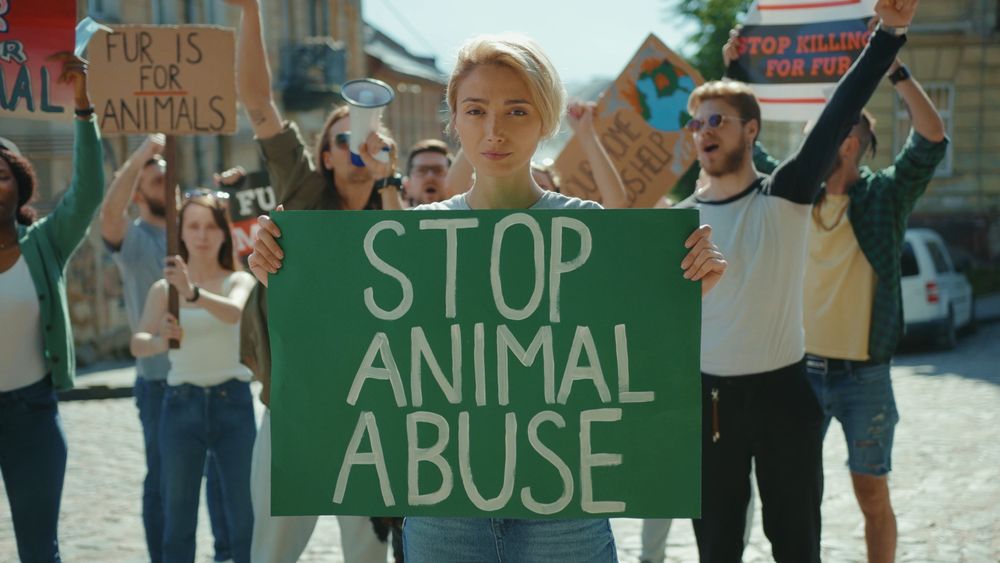 manifestante con cartello con scritto stop animal abuse