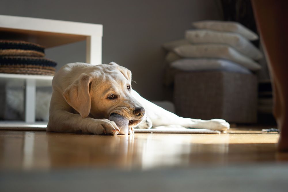 golden retriever sdraiato gioca con un pupazzo