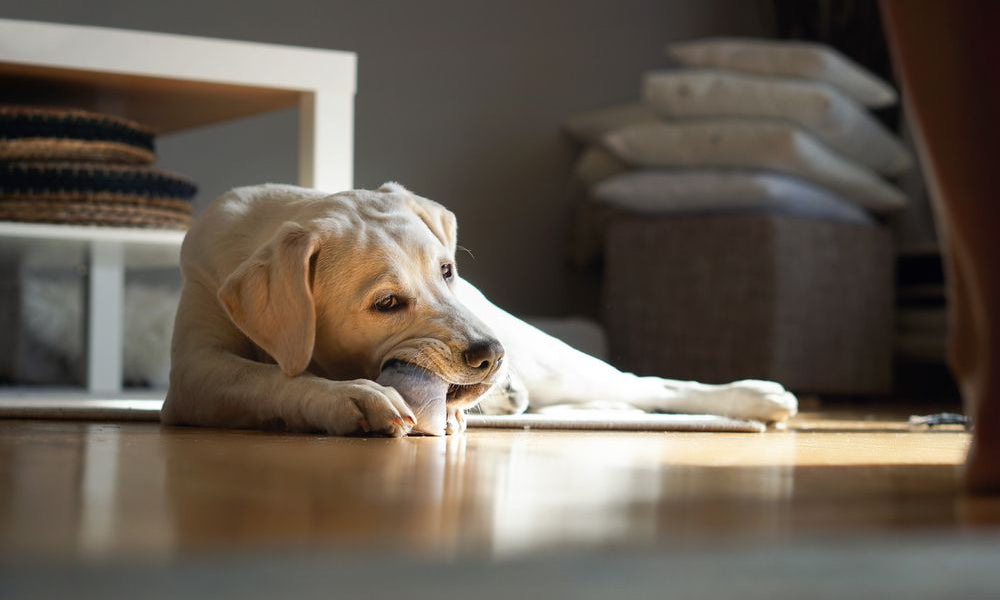 golden retriever sdraiato gioca con un pupazzo