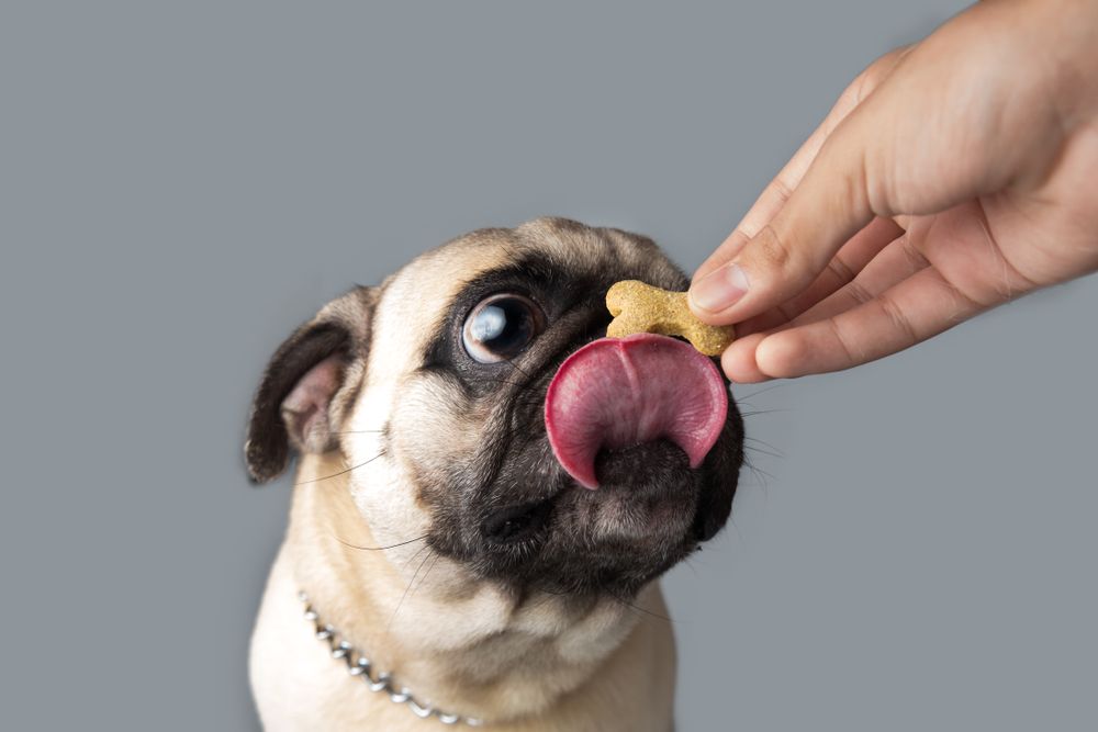 carlino si lecca i baffi aspettando di mangiare un biscottino a forma di osso
