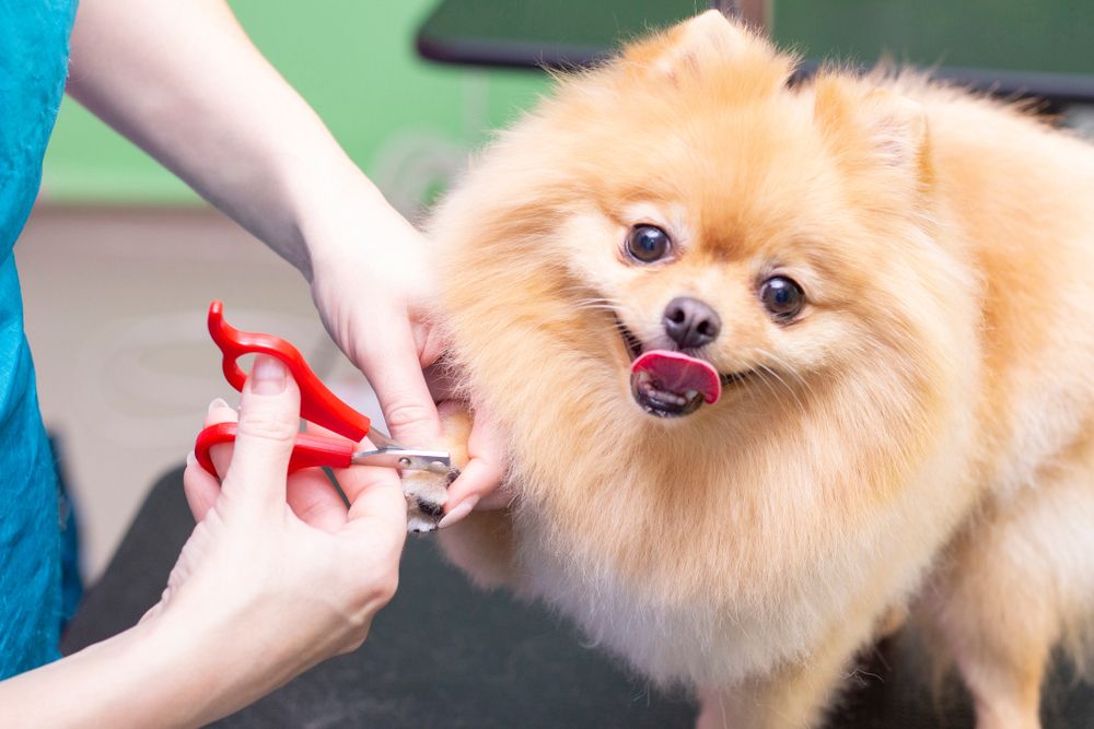 cane volpino a cui vengono tagliate le unghie