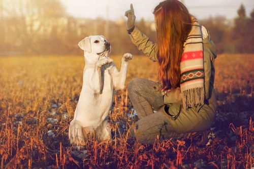 cane bianco obbedisce ai comandi di una ragazza in mezzo ad un prato in autunno 