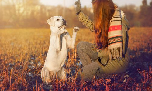 cane bianco obbedisce ai comandi di una ragazza in mezzo ad un prato in autunno 