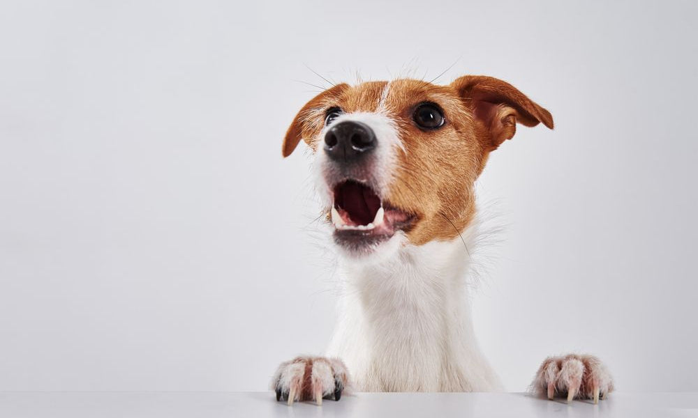 Jack russell con bocca aperta