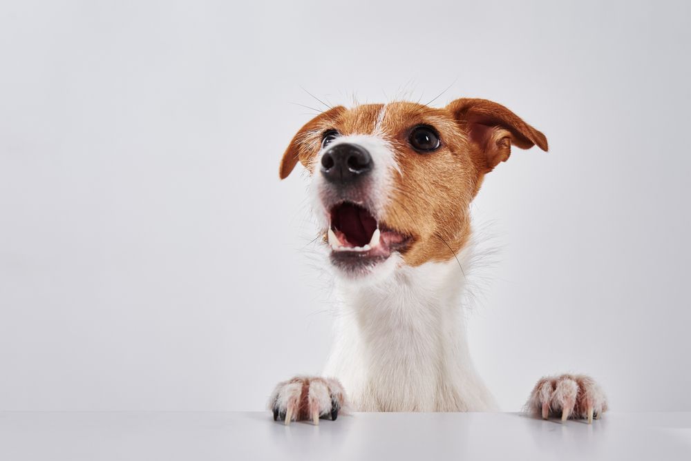 Jack russell con bocca aperta