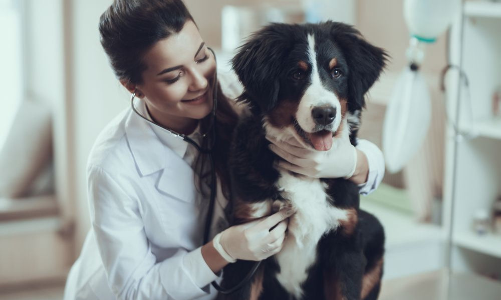 veterinaria con border collie