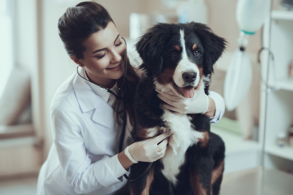 veterinaria con border collie