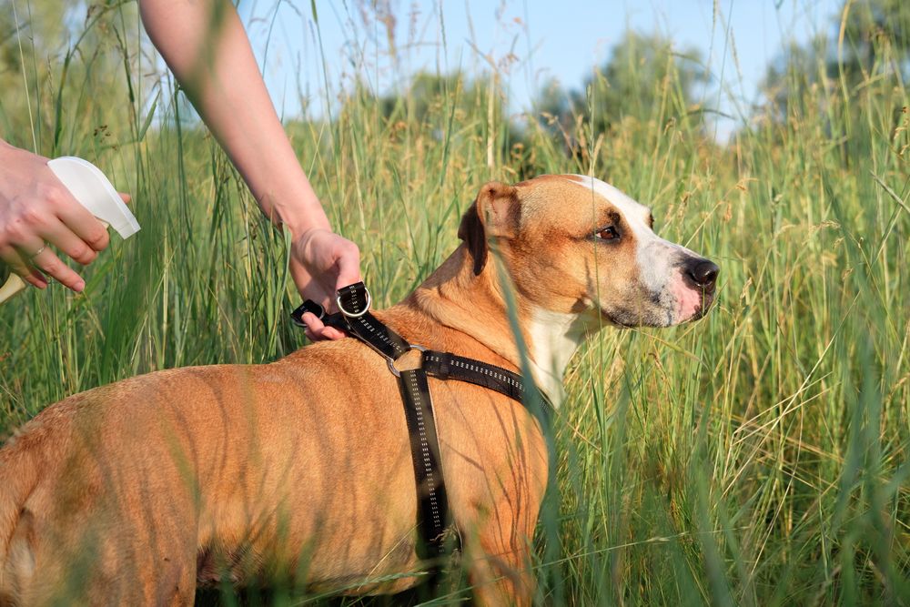 pitbull in mezzo al prato con padrone che gli spruzza antinsetti
