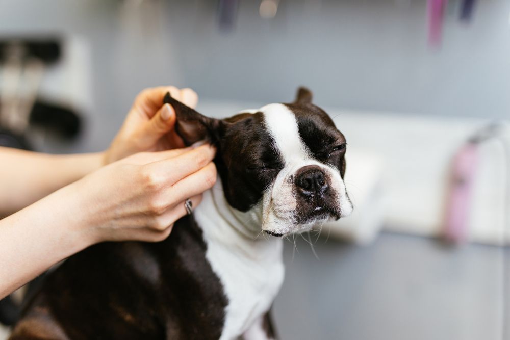 pulizia delle orecchie di un boston terrier