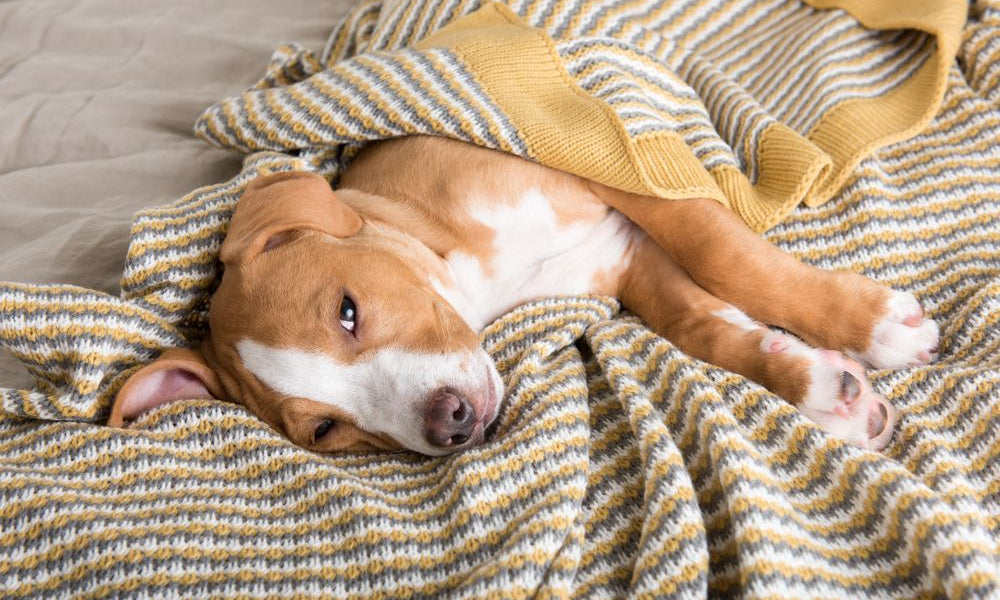 pitbull sdraiato su una coperta a strisce