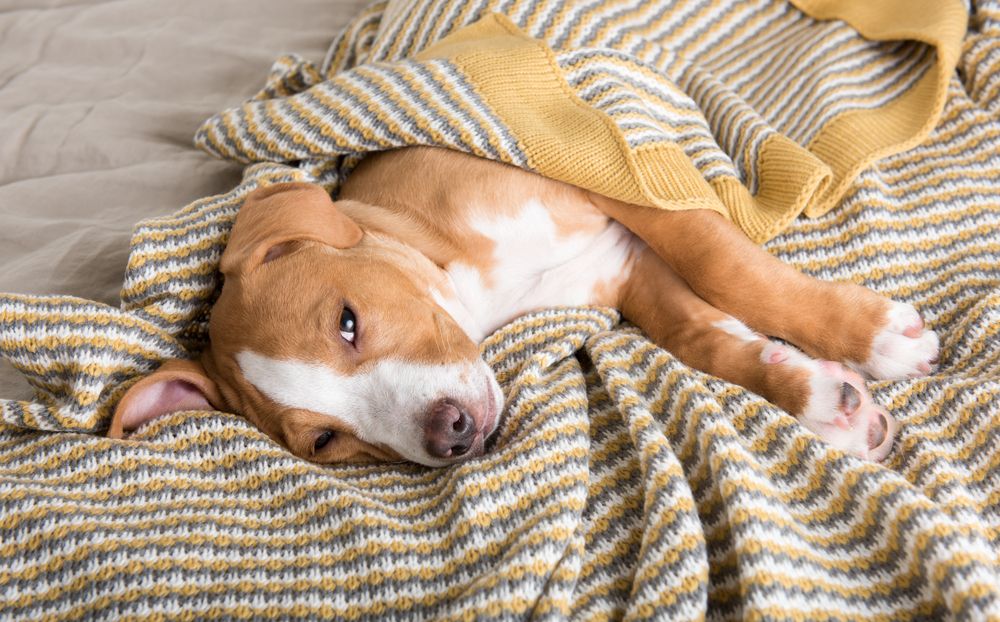 pitbull sdraiato su una coperta a strisce