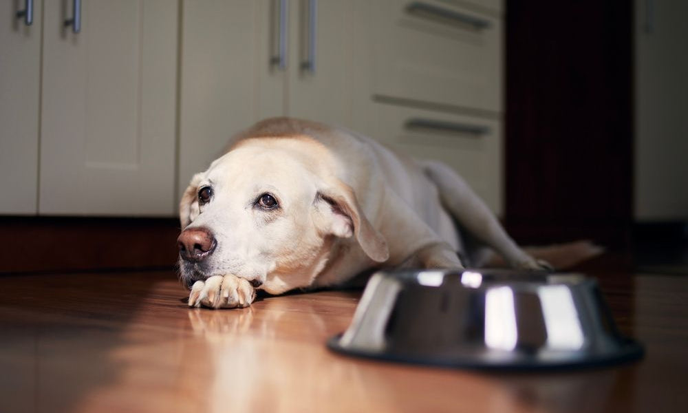  golden retriever sdraiato per terra non mangia ciotola di croccantini