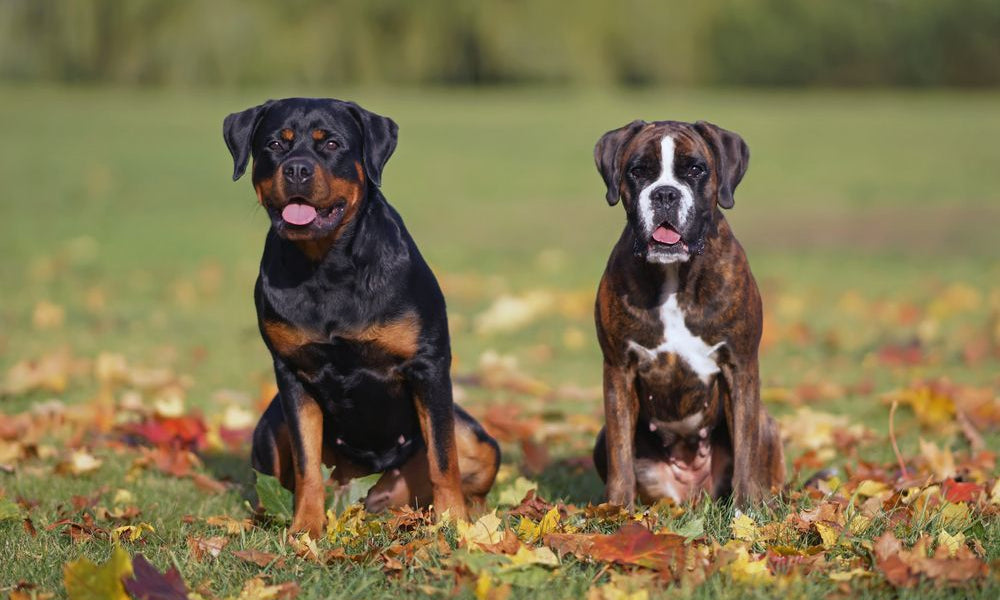 rottweiler e boxer in un prato