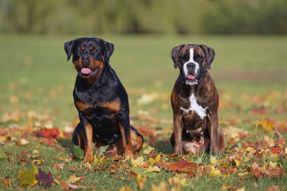 rottweiler e boxer in un prato