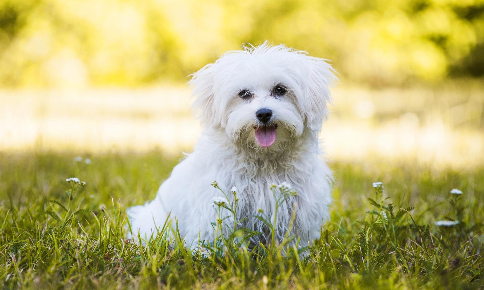 cane maltese in giardino