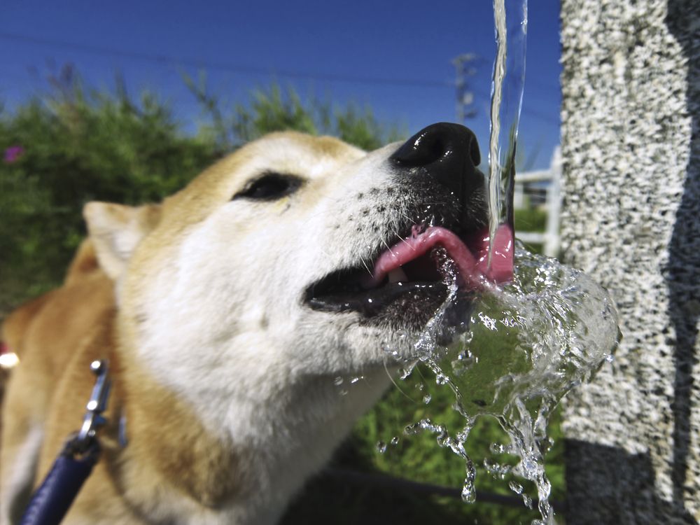 cane che beve