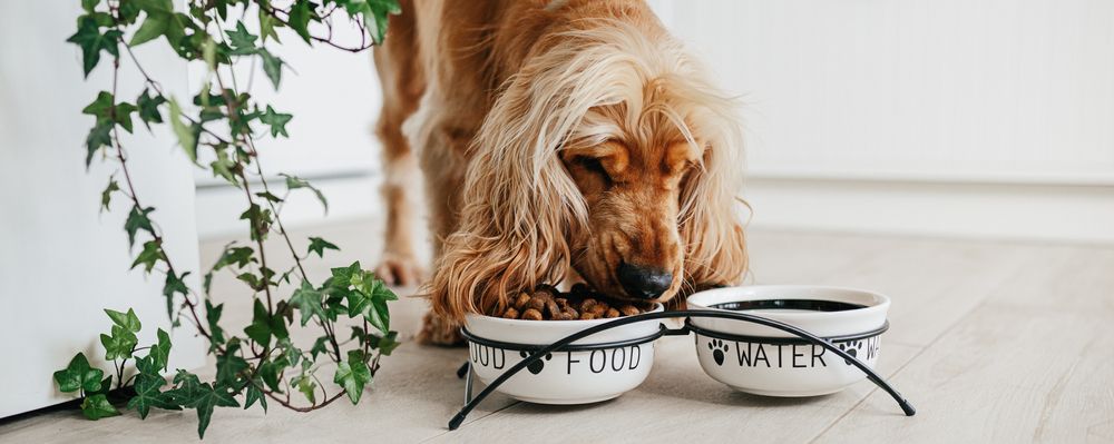 cocker che mangia