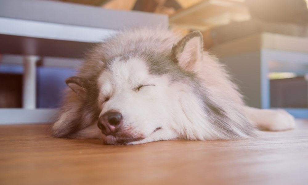 hsusky che dorme