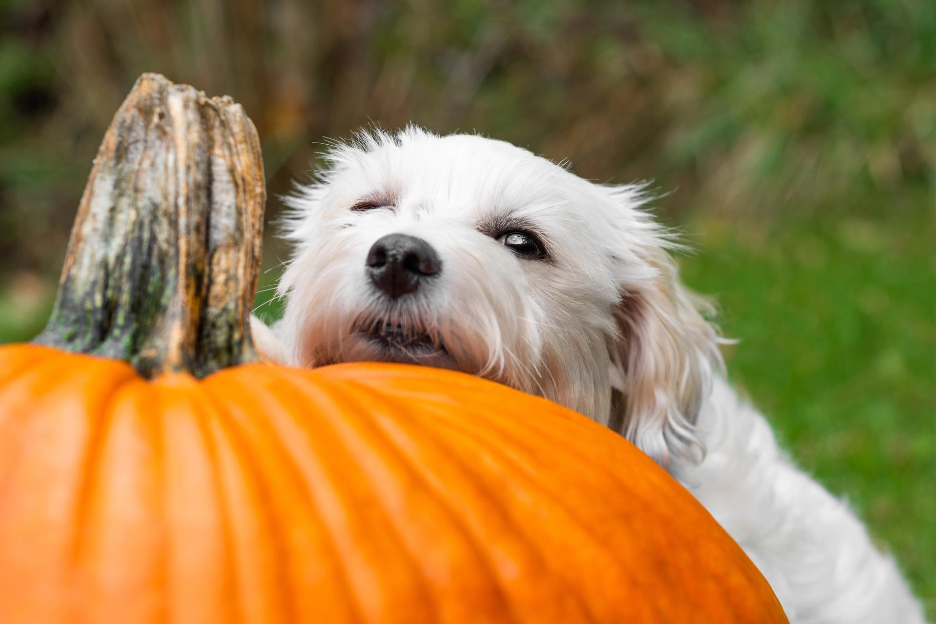 muso di cane sopra una zucca