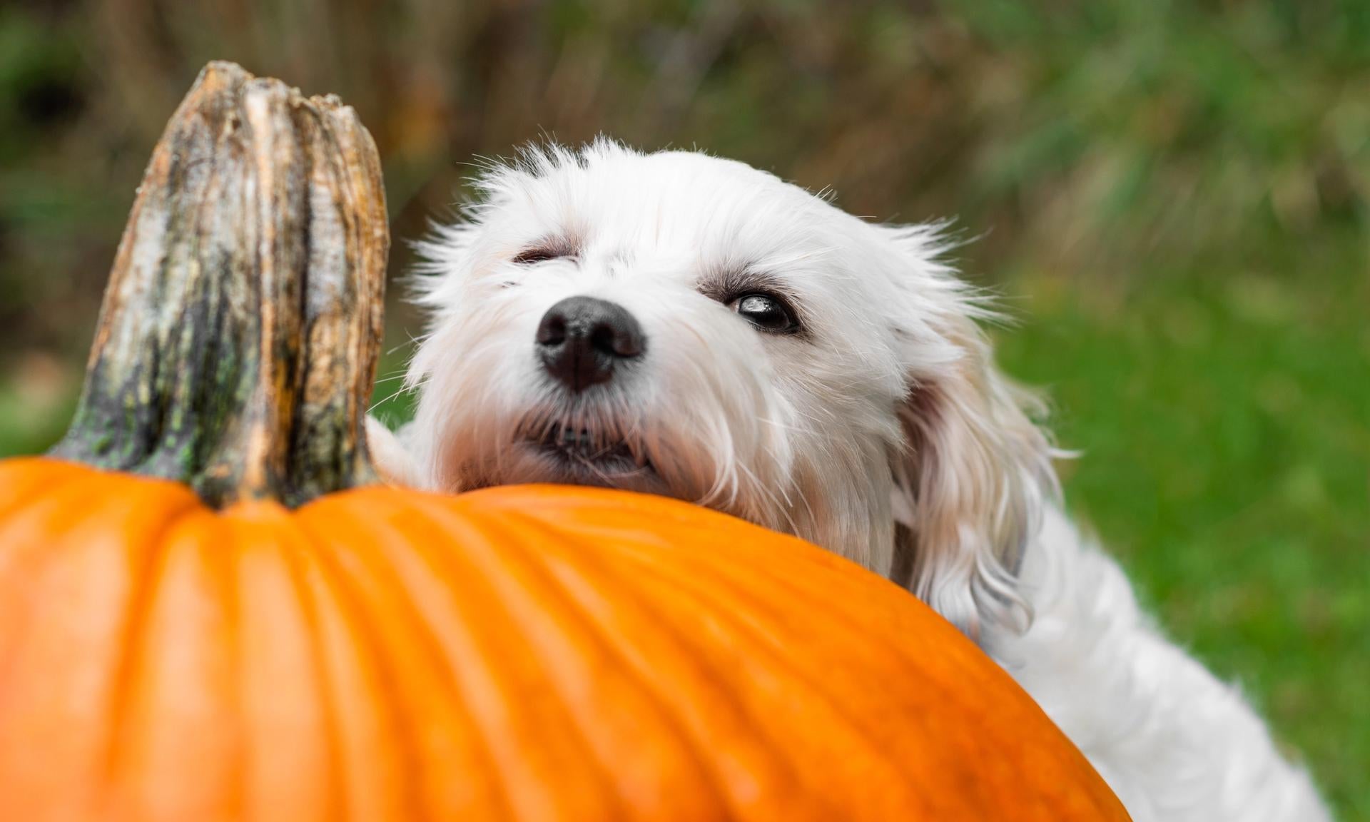 muso di cane sopra una zucca