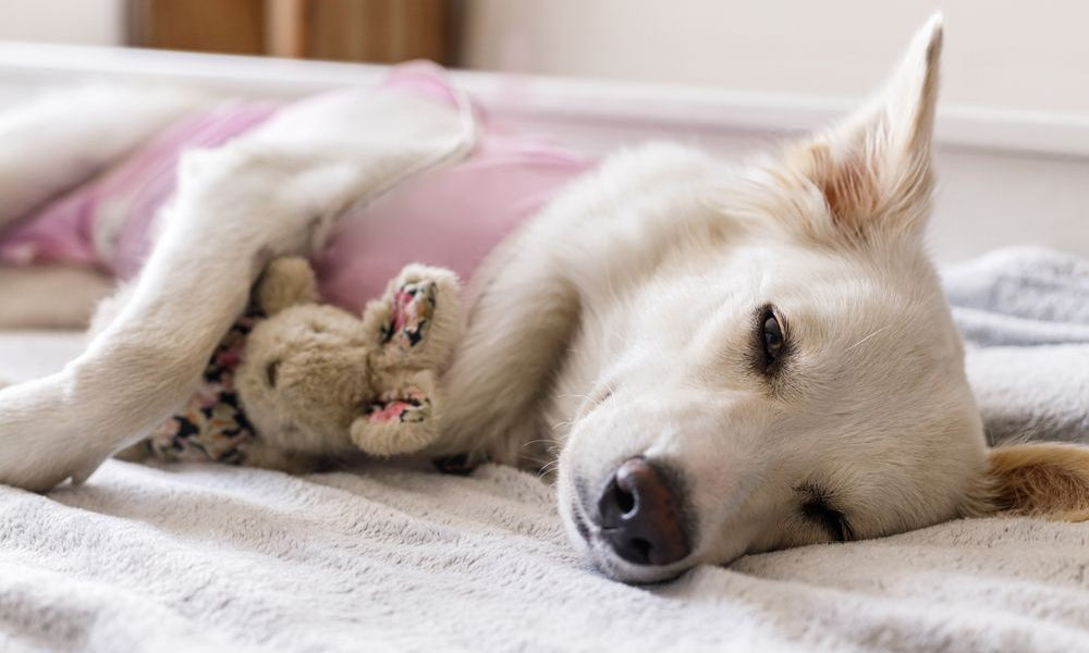 cane bianco sdraiato convalescente dopo operazione 