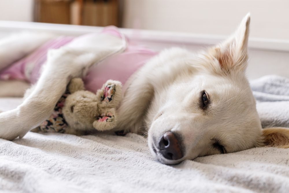 cane bianco sdraiato convalescente dopo operazione 