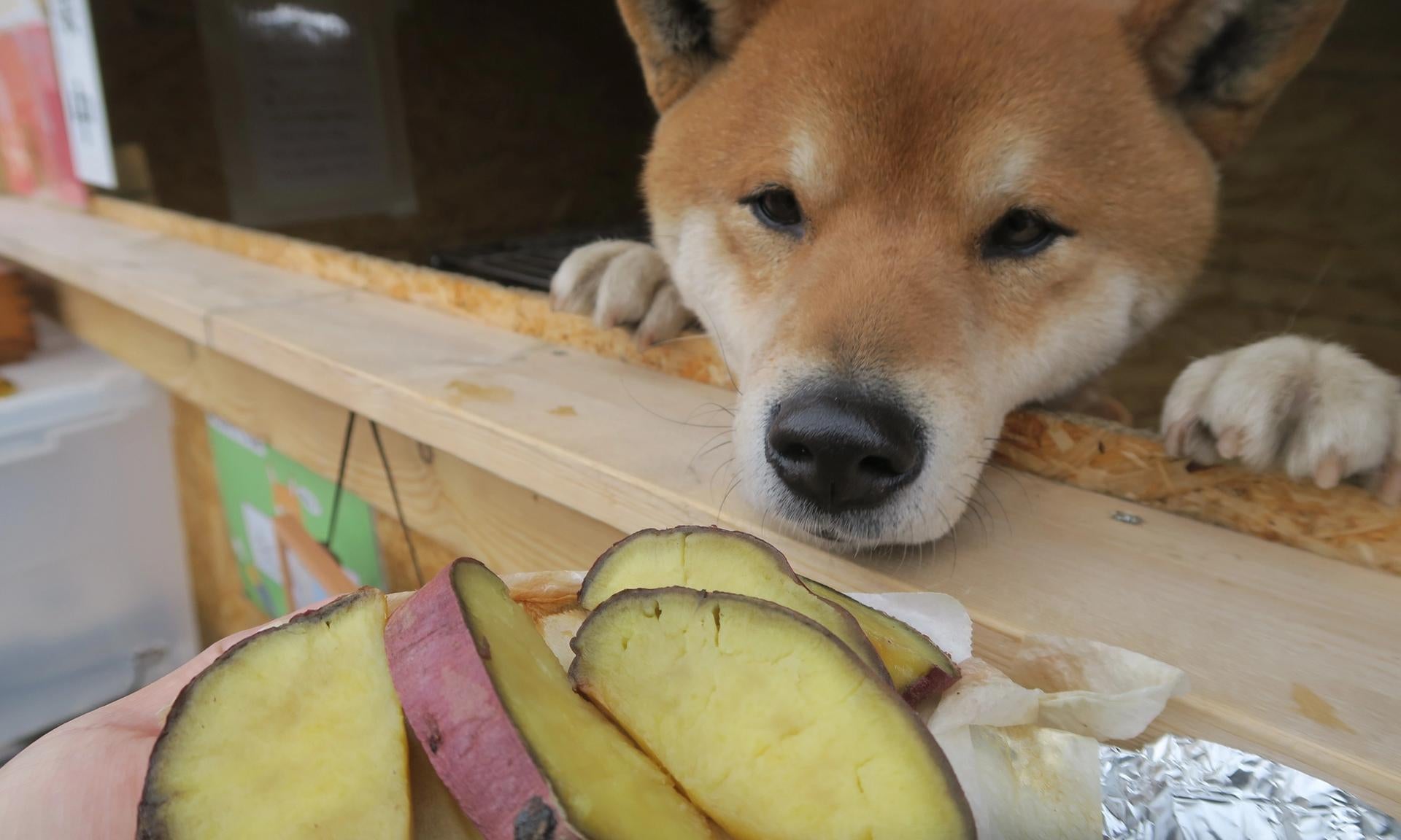 cane che osserva delle patate sbucciate