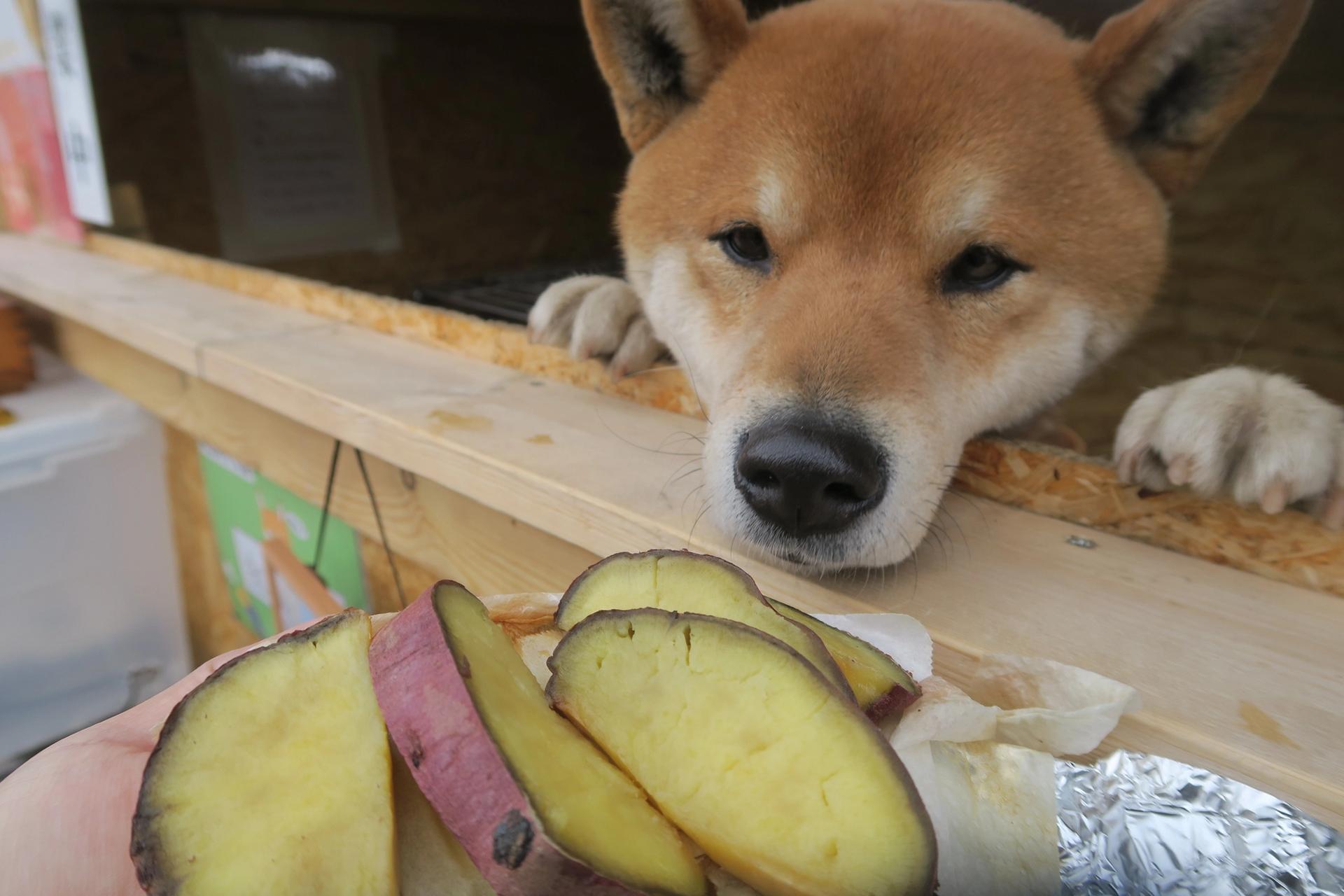 cane che osserva delle patate sbucciate