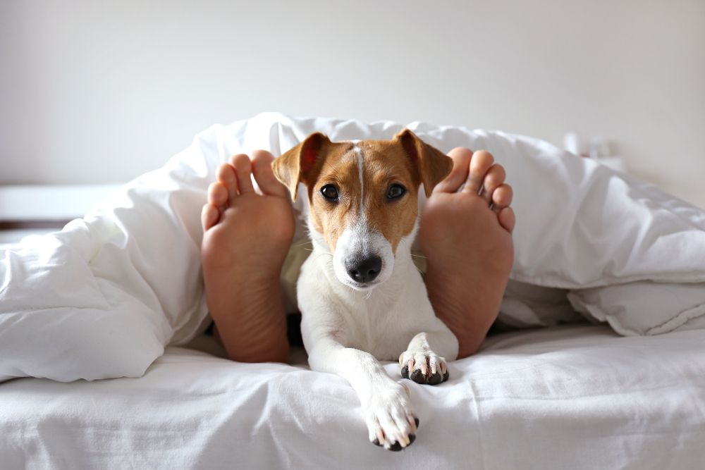  jack russell spunta sul letto ai piedi del suo padrone 