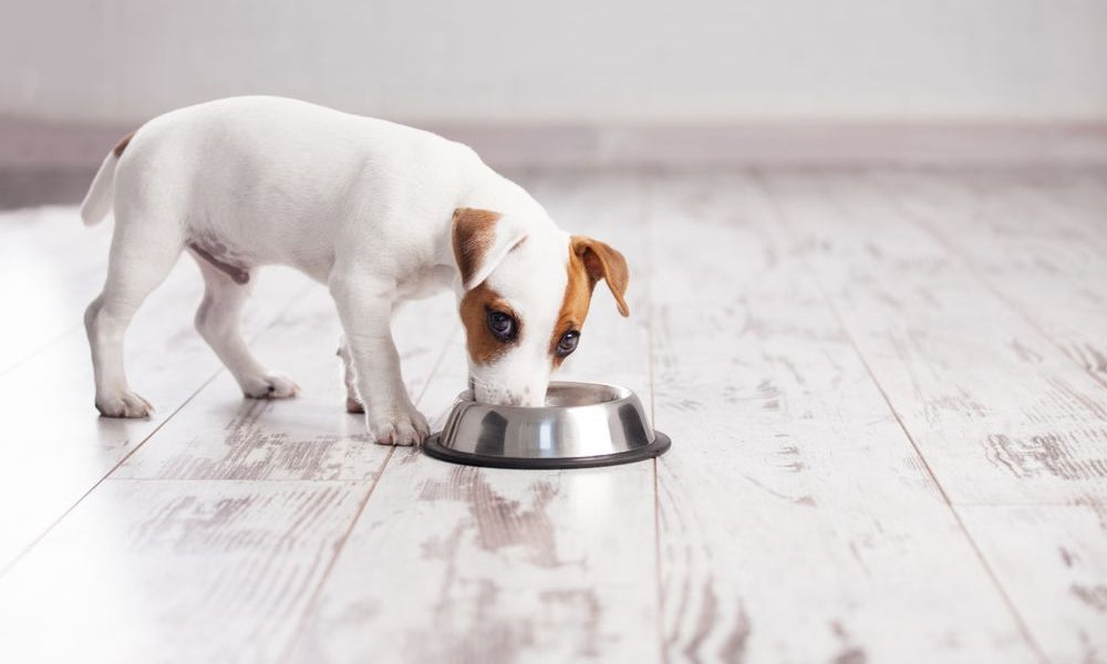 jack russell mangia dalla ciotola